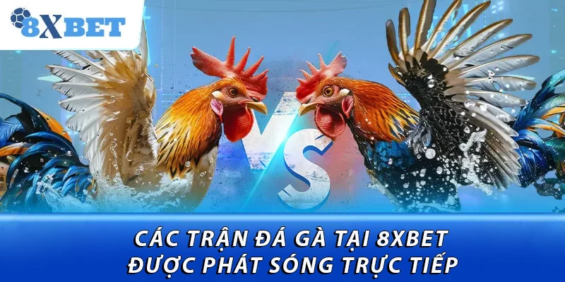 Các trận đá gà tại 8XBET được phát sóng trực tiếp