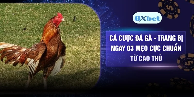 Cá Cược Đá Gà - Trang Bị Ngay 03 Mẹo Cực Chuẩn Từ Cao Thủ