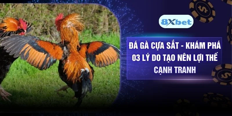 Đá Gà Cựa Sắt - Khám Phá 03 Lý Do Tạo Nên Lợi Thế Cạnh Tranh