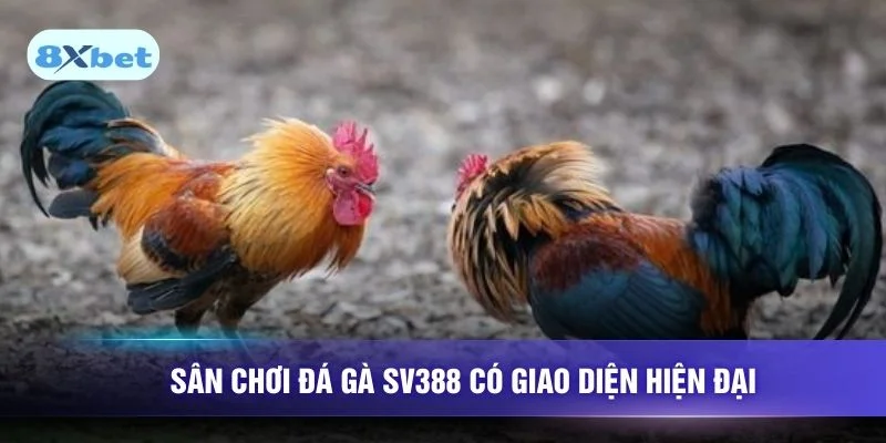 Sân chơi đá gà SV388 có giao diện hiện đại