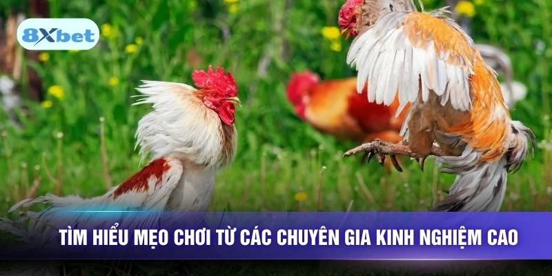 Tìm hiểu mẹo chơi từ các chuyên gia kinh nghiệm cao